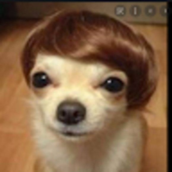 Meet your Posher, Sophia - Picture 1 of 1